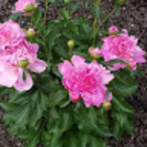 Meet your Posher, Babita